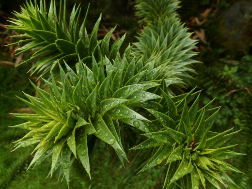 DSCN0686 (2) (1024x768)