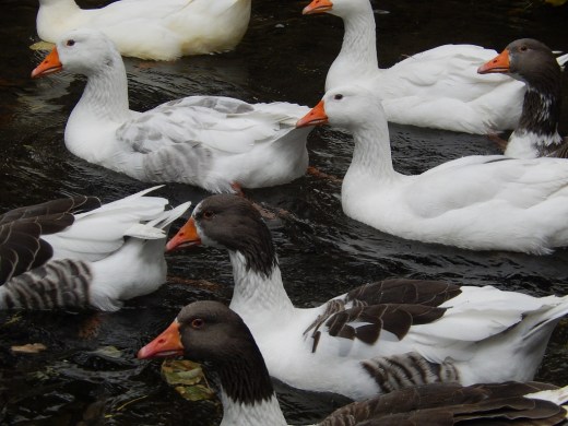 DSCN1538_4990 (1024x768)