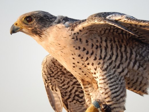 DSCN2926_7179 (2) (1024x768)