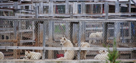 DSC_0270 (2) (1024x478)