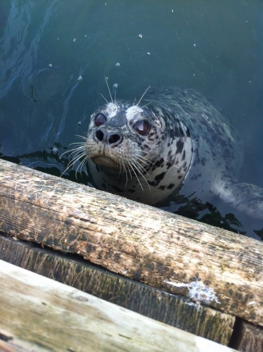 IMG_6195 (2) (765x1024)